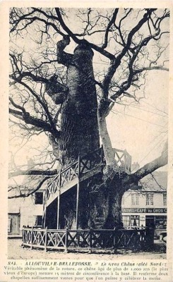 Gros chêne d'Allouville, Seine-Maritime, France.Au voisinage de l'église, dans le cimetière d'Allouville, près d'Yvetot, dans le pays de Caux, se dresse un chêne remarquable ; on lui prête dix siècles d'âge. De taille gigentesque, il porte d'énormes