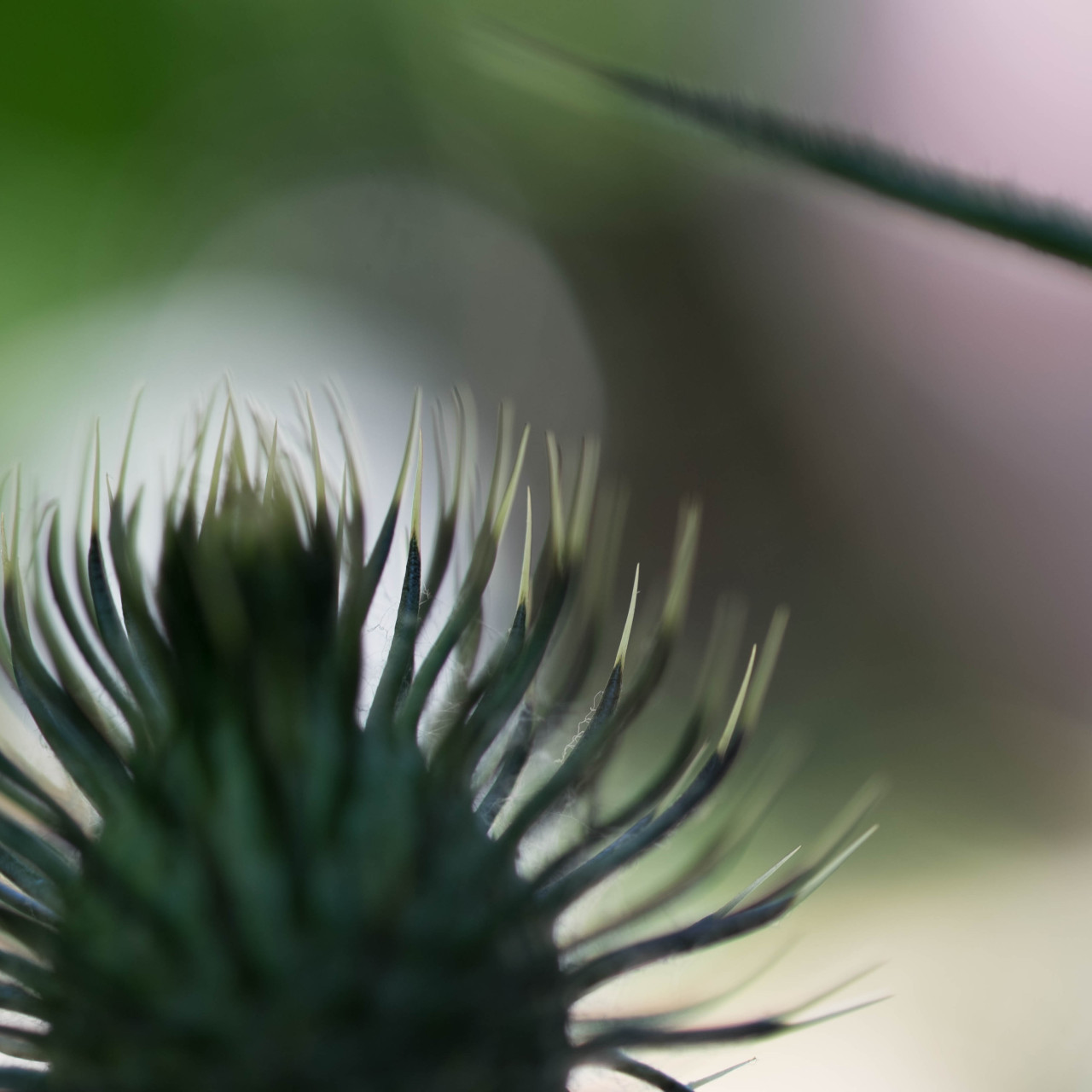 brucespencer:  “No Edit Small Focus #4-3312″ ©Bruce Spencer 2016