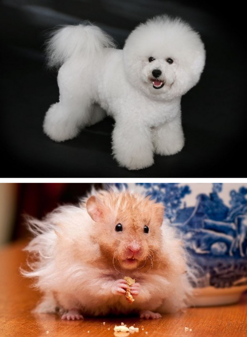tastefullyoffensive:  Animals with Fabulous Hair [boredpanda]Previously: Animals in Complete Astonishment