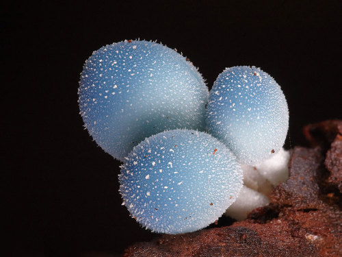 coolthingoftheday:  You guys seem to love my posts about mushrooms and fungus, so here are some more. Alas, I couldn’t find the common name for them, so I had to post the scientific names for some of them.  1. Marasmius haematocephalus 2. Panus