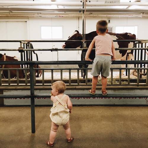 : “Sweet cows, always the favorite for my dairyland babies when we go to the zoo. (-Via #Ameli