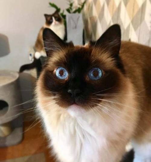 world-of-cats:  Source