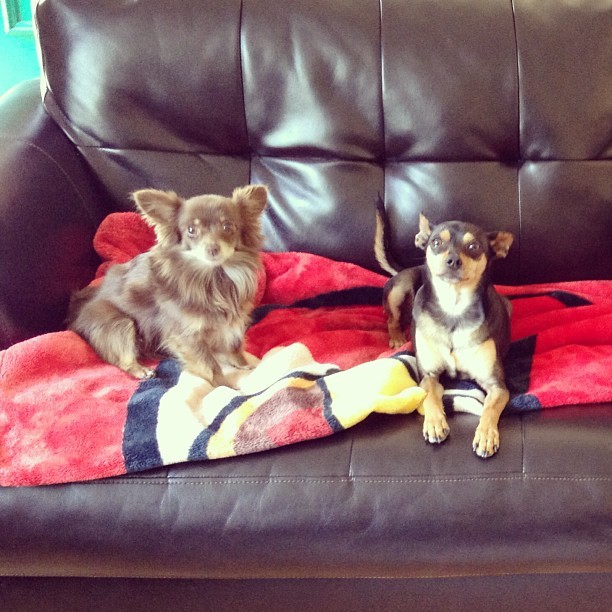 Cece Buffé and Coop De’Ville ‘Just Kickin&rsquo; It’ Xscape style. #dogs