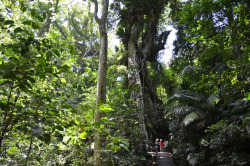 oceaniatropics: family at base of giant tree,