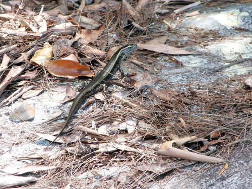 Lizard at Birthday Creek, Townsville.  Queensland.Photographer: Melanie Wood