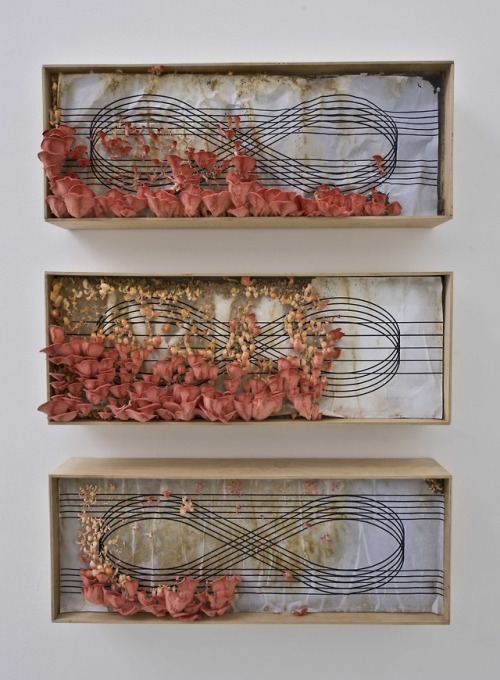 jareckiworld:Zeger Reyers & Lee Ranaldo  -  Mushroom Boxes  (dedicated to John Cage) [2012]