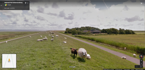 googlesheepview: Schiermonnikoog, Friesland, Netherlands