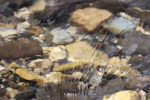 2926e2ea1aff2af3f9e95e749d480d2ccd16a32d.gifv