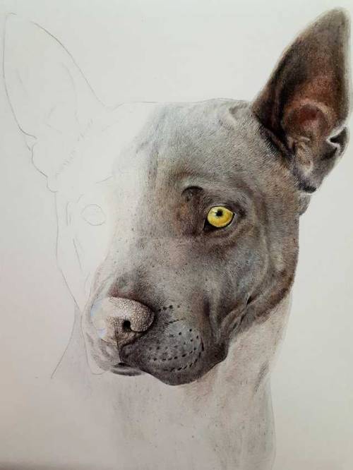 Portrait of a Thai Ridgeback done only with coloured pencilsI’m open for commissions like this and o