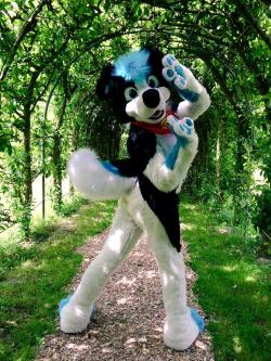 fursuitpursuits:  RT @SnowballCollie: Have