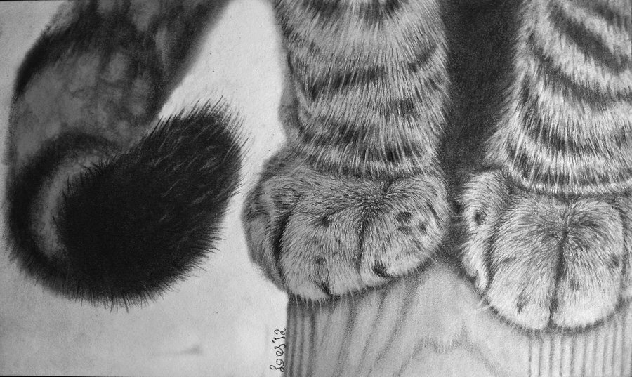 fluffytherapy:  Kitty paw appreciation post.  FURRY FRIDAY