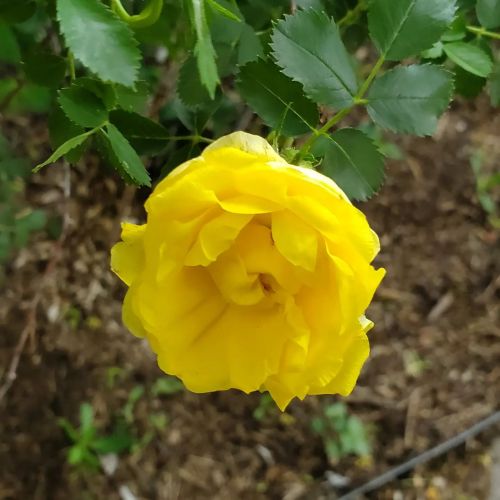 #yellowrose #rose #flower #flowersofinstagramhttps://www.instagram.com/p/Cd-UnUVOr1Na7FncJHCnQBJve