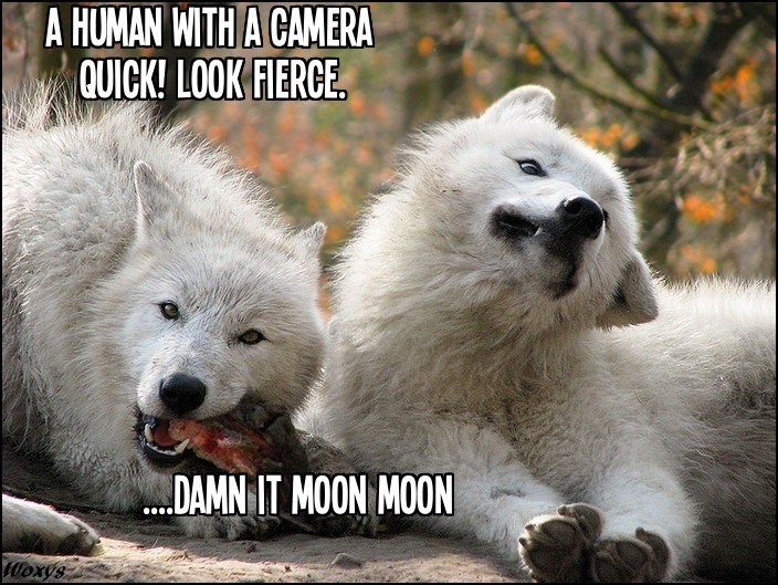 best-of-funny:  mishaswrath:  mspbandj:  alliejunestewart:  Moon Moon.  I miss Moon