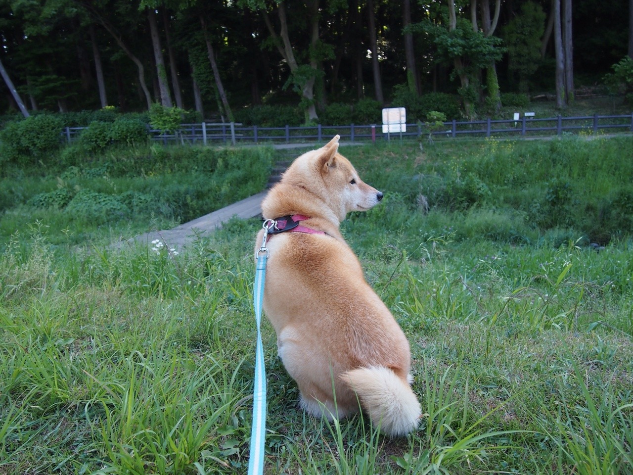 shibainu-komugi:  今日の柴犬の小麦さん #shiba #dog #komugi #柴犬