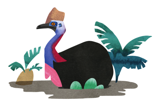 beastsillustrated:The second heaviest bird in the world, the cassowary is a territorial creature tha