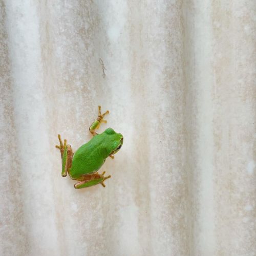 #frog #蛙 #カエル #アマガエル #雨蛙 #cm_frog www.instagram.com/p/CSg8i11lmqN/?utm_medium=tumblr