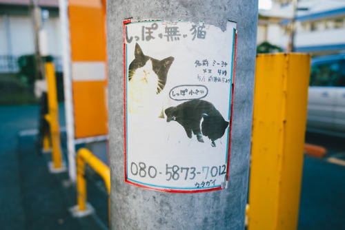 Lost cat sign in Funabashi. I hope this cute kitty was found by its owners. 