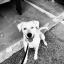 adventure-pup-archer