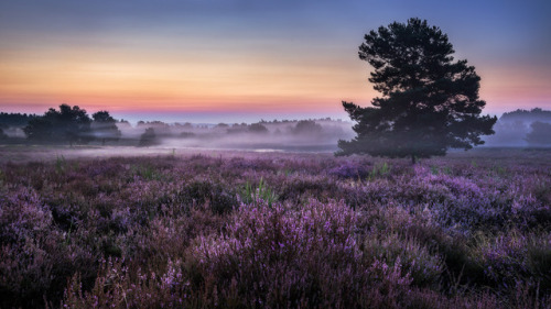 Purple Morning by Andreas Wonisch Homepage | Facebook | Google+