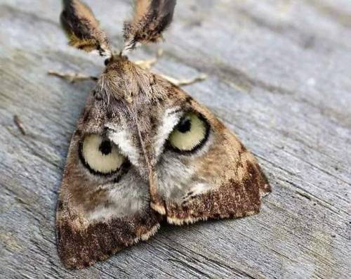 bugkeeping:this is photoshopped but there are hundreds of real lepidoptera that mimic eyes, such as 