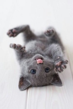 awwww-cute:  So cute it will make your cat