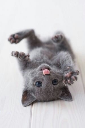 awwww-cute:  So cute it will make your cat jealous 