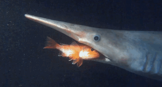 poonarts:  toomuchlamenotenoughbears:  fluffyflareon:  ayellowbirds:  hoediac:  the-monochrome-jester:   glitterysquidily:   canidteeth:   waywardfangir1:   iwillregretthistommorrow:   pickled-watermelons:   cyanbabe:  sharky-sharks:  Why do you like