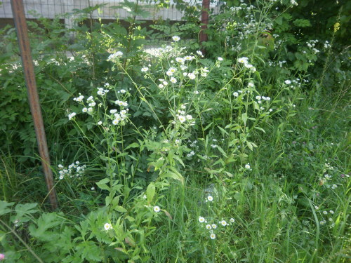 plantaers:  PLANT BLOG