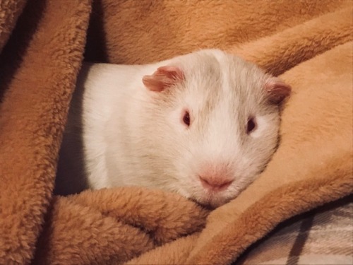 lovealloftheguineapigs:Iceberg