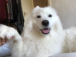 cloudthesamoyed:hand: *is held*