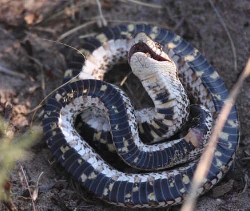 Western Hognose Snakes (Heterodon nasicus) are small burrowing serpents found in North America. They