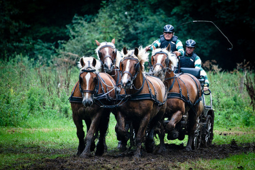 paint-horse-dreamin:  Horse combined driving. Marathon. Linden, Belgium by Max Mayorov on Flickr.