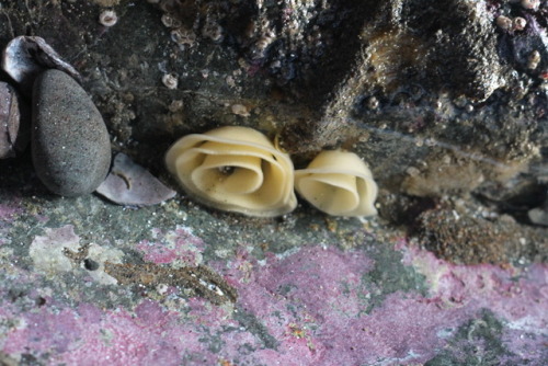 top to bottom: some kind of anemone, nudibranch egg cases, and a red abalone