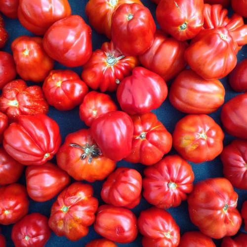 It&rsquo;s that time of year, to put up some tomatoes for the winter. #cannestrino #tomatoes #mounta