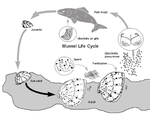 Glochidia, Gills and Galentine's - Mussel Moms Have All the Moves