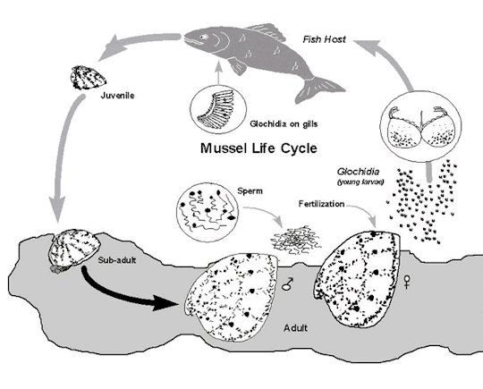Natural Fish Lure  Lampsilis Mussel and Bass — The Wonder of Science