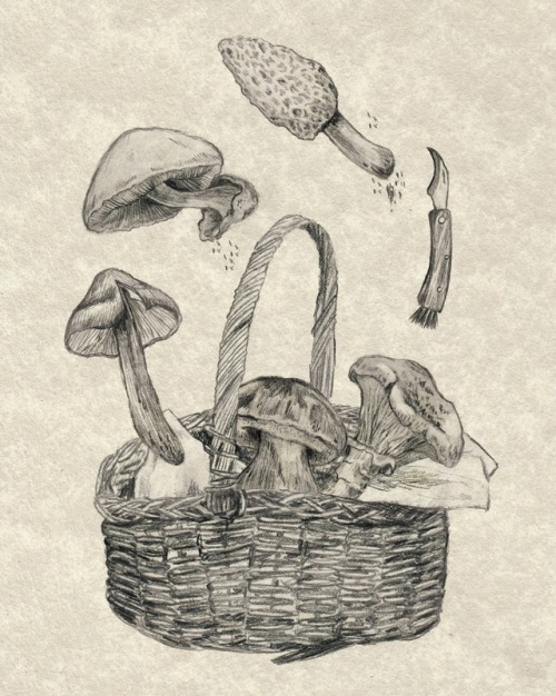 Basket of mushrooms 2018 Graphite on paper