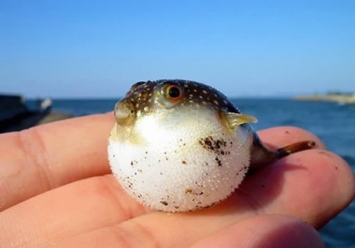 hiddlestalker:  perfectly-and-incandescently:  frostbackscat:  ibelievethesecondpart:  THE BABY ALLIGATOR LOOKS SO HAPPY THOUGH  I didn’t know puffer fish could be babies  I love this  BIP BOP BAM LOOK AT THAT LAMB 