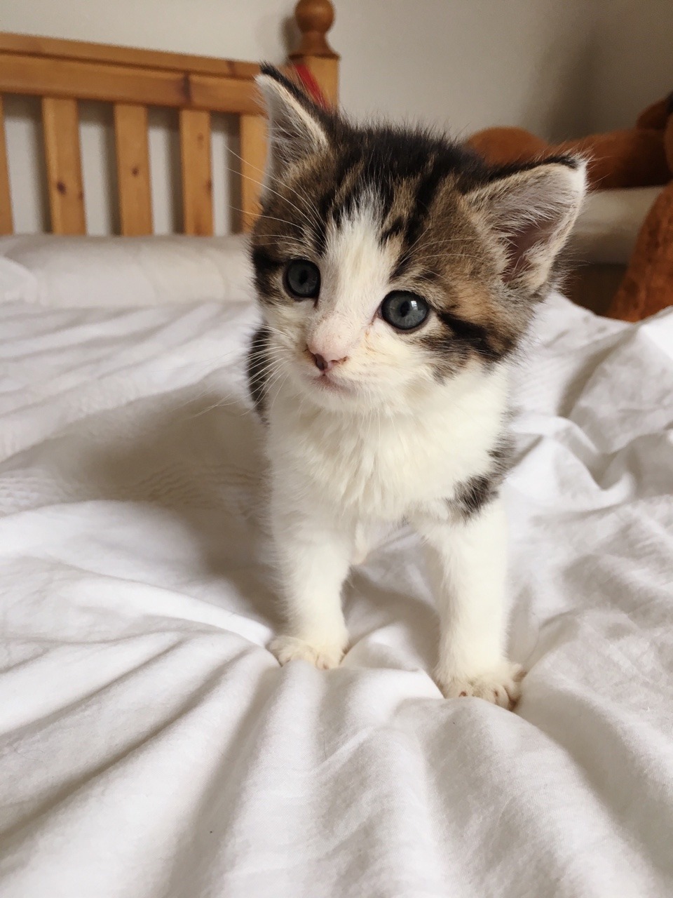 stutterwhenyouspeak:Tiny kitten