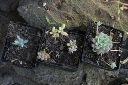 flourishtodecay:  The progress of my baby succulents c: they’re slowly growing! 