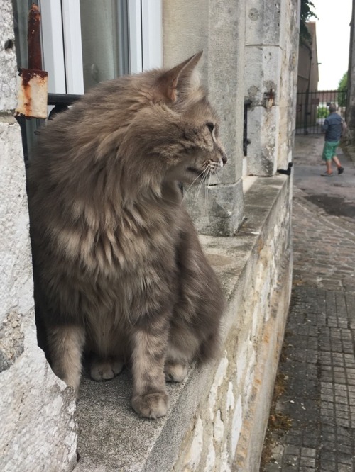 The happiest French kitty. Spotted in Provins, France