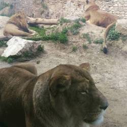 Being So Close To Kitties Felt So Good ^_^ I Ruff Them &Amp;Lt;3 #Lion #Lions #Lionking