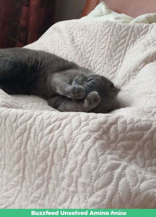 Here's Some Pictures Of My Cat From Amino