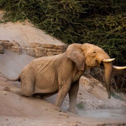 insatiabletraveler:  Pappa G. has lived his 40+ years in the midst of the oldest desert in the world: The Skeleton Coast. Driving along the dry Hoanib River bed on a morning drive, we noticed Pappa G at the top of the river bank high above us. He was