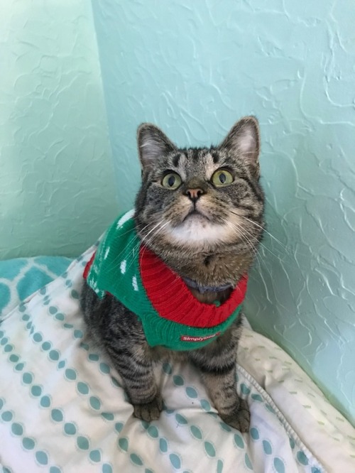 coolcatgroup:Princess Tigerbelle says Happy Holidays everyone!!! ❤️