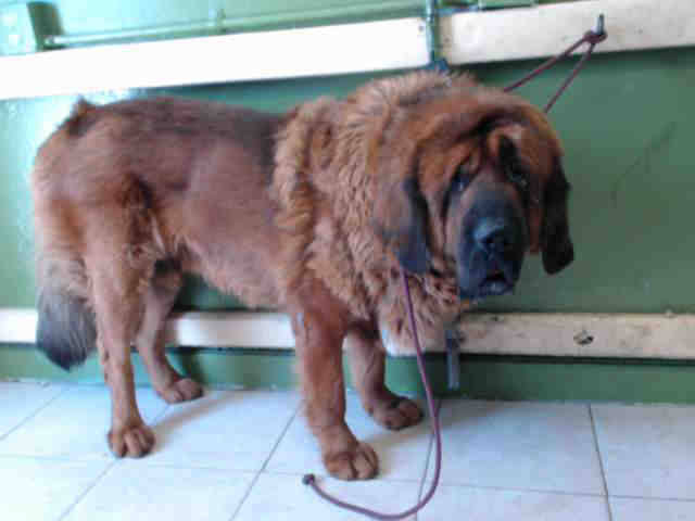 handsomedogs:    Biggest dog in shelter: Leonberger so sad doesn’t even pick up