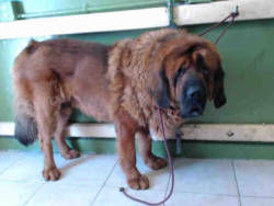 handsomedogs:    Biggest dog in shelter: Leonberger so sad doesn’t even pick up his head  He’s the biggest dog in the shelter, and even though there are some questions as to his breed, his heart aches with profound sadness, and volunteers report he