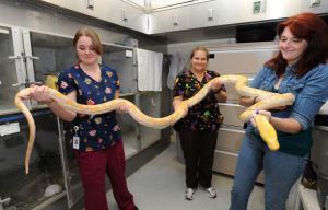 riesin:crispysnakes:zooophagous:q13fox.com/2013/10/09/11-foot-python-captured-in-rental-house