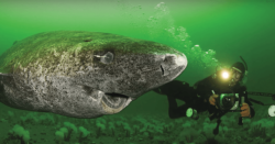 awwww-cute:  This 400 year old Greenland shark, looking about as you might expect a 400 year old animal to look. (Source: https://ift.tt/2Nn4GS7)