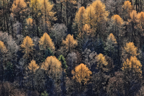 greaterland:  Forests 
